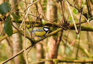 Great tit Parus Major