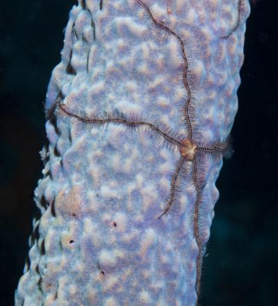 Brittle Star on Sponge