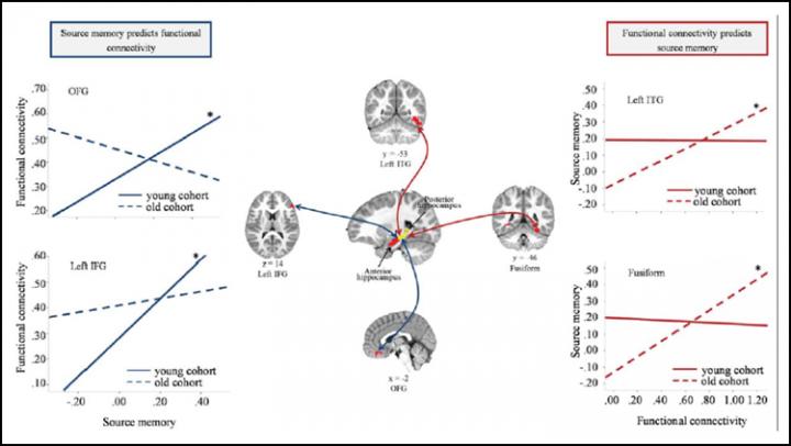 How Childhood Brain Function and Memory Skills Shape Each Other