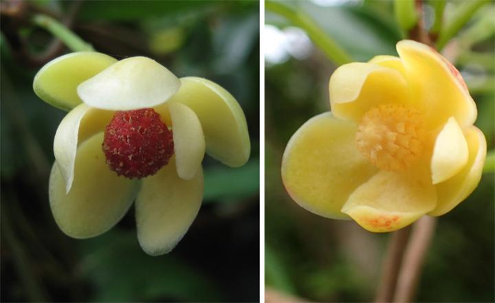 Mistaken Identity of East Asian Vine Species Resolved after 100 Years (1 of 2)
