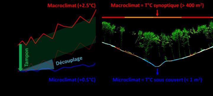 The Hotter It Gets, The More Forests Act As Thermal Insulators