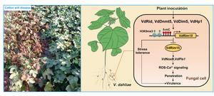 Epigenetic regulation of phytopathogenic fungal virulence.