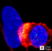 T Cells Targeting Tumor Cells