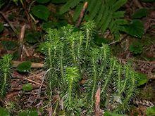 Club Moss <i>Huperzia serrata</i>