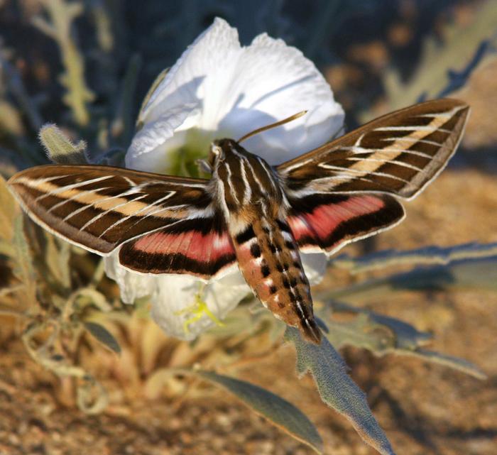 Moth on pale evening primrose flower