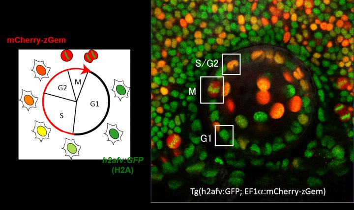  トランスジェニックゼブラフィッシュの細胞に導入されたmChery-zGemとGFP-histoneが発現している様子 