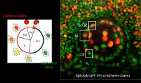Transgenic Zebrafish Cells Expressing Fluorescent Proteins