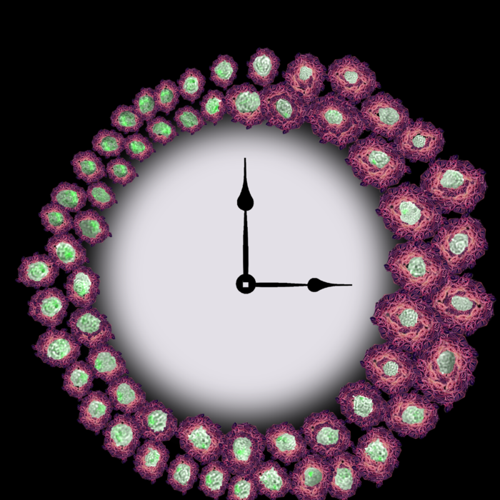 Immune cells that clear away Alzheimer's disease protein are controlled by circadian rhythms