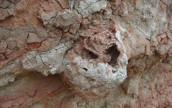 A 25-Million-Year-Old Termite Nest