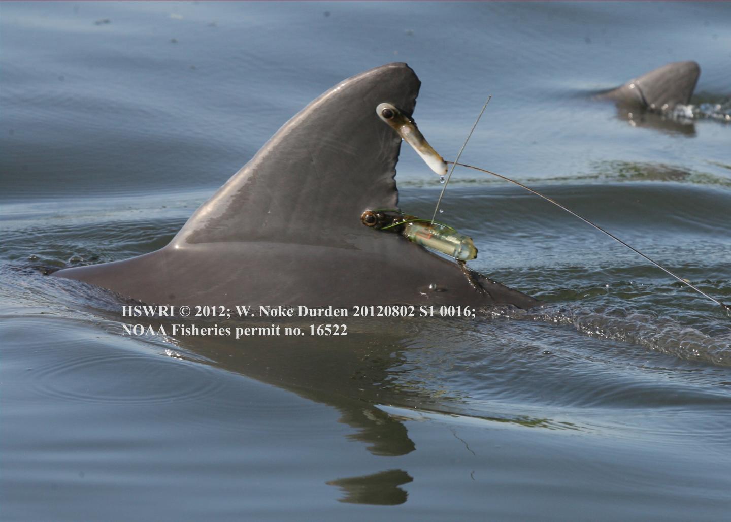 Satellite Telemetry Reveals Wh [IMAGE] EurekAlert! Science News Releases