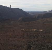 Reindeer Herding Next to Mine