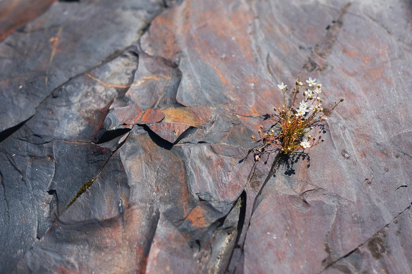 Two-Billion-Year-Old Shungite