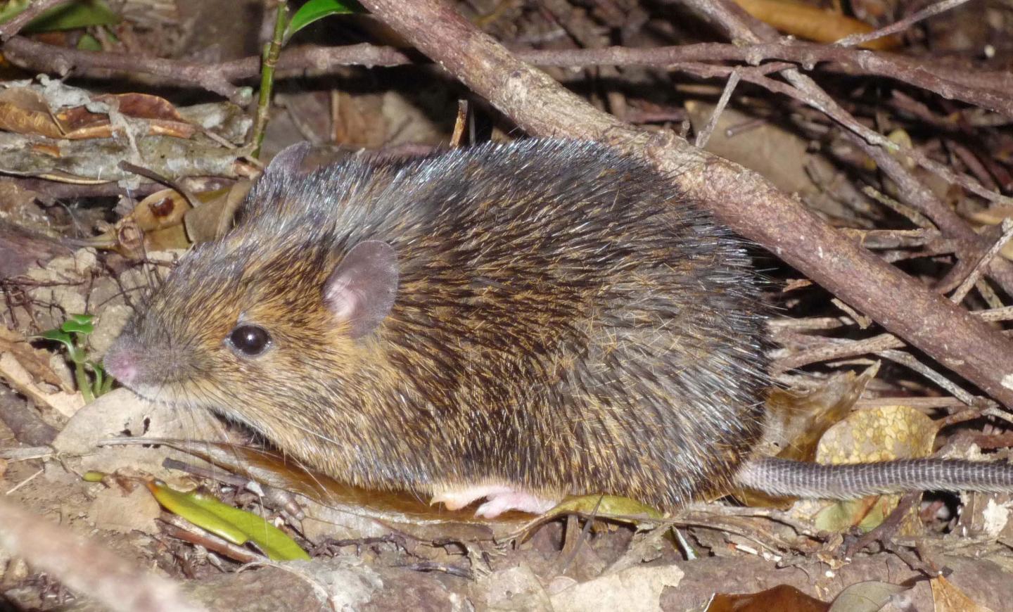 Amami Spiny Rat