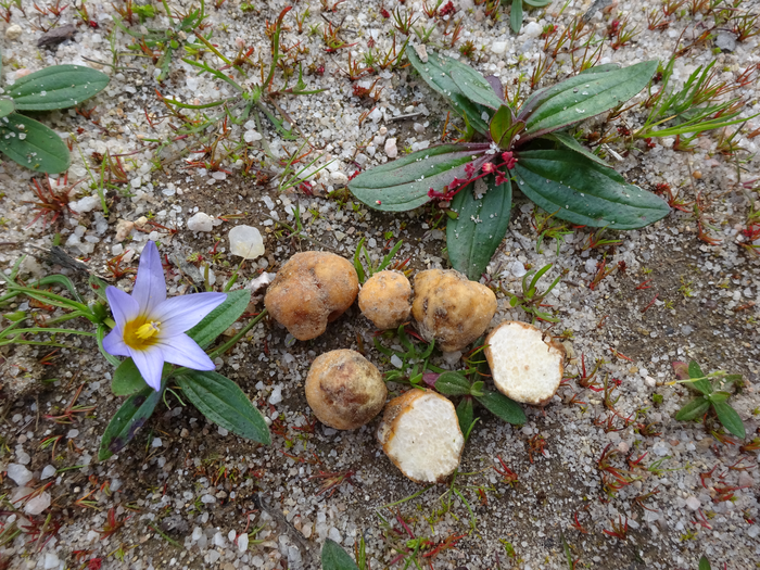 Desert truffles