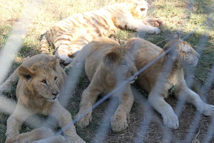 Lions at a commercial breeding facility in South Africa.