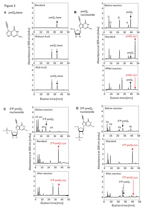 Figure3   the minimum substrate of ArcS is preQ0 nucleoside.