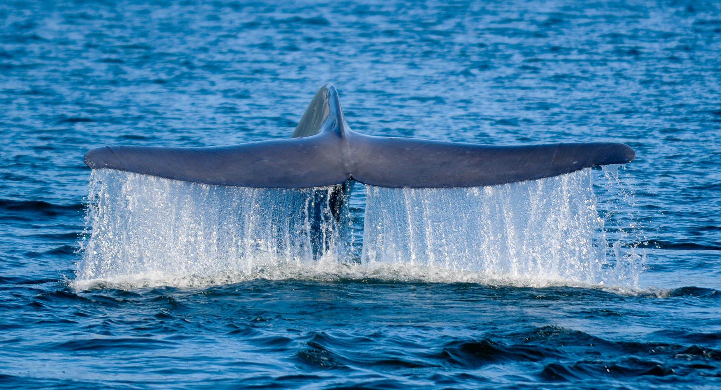 Blue Whale, Flukes