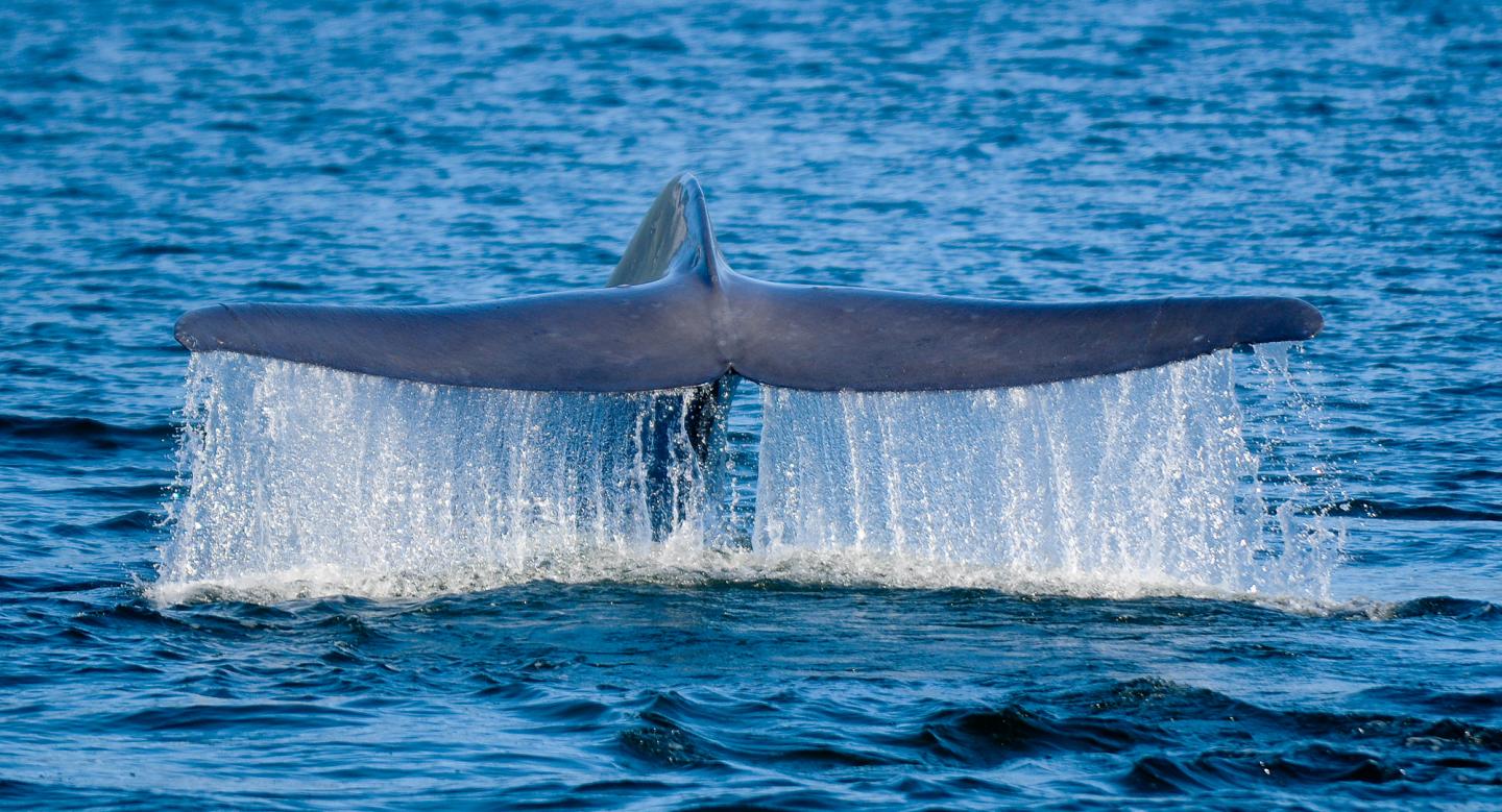 Blue Whale, Flukes [IMAGE] | EurekAlert! Science News Releases