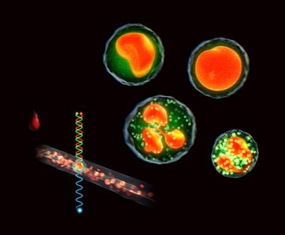 A New Device for Counting White Blood Cells