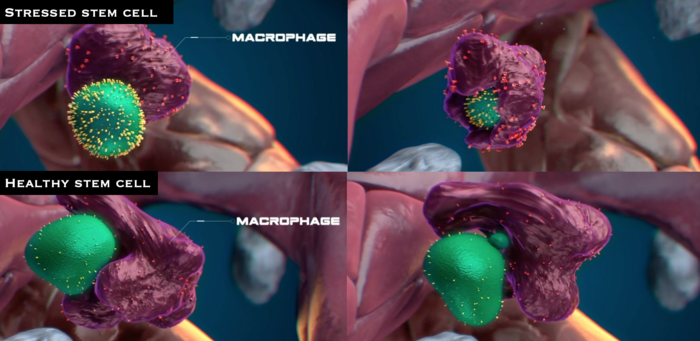 Macrophages performing quality assurance on newly born stem cells
