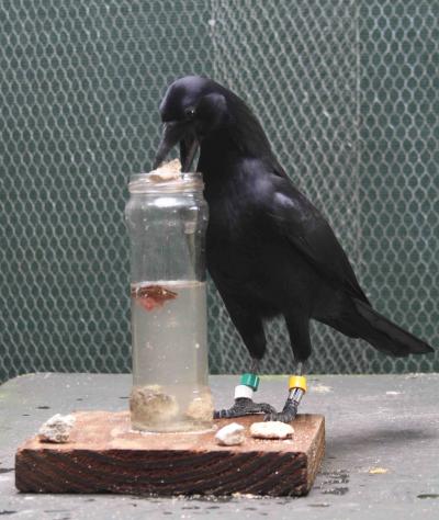 Crows Show Advanced Learning Abilities