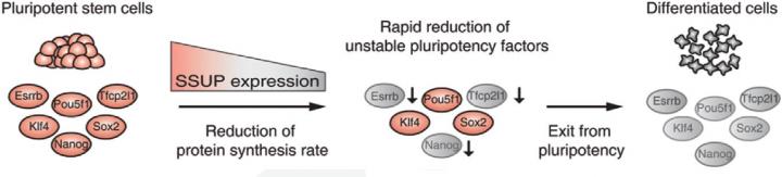 Model Depicting the Mechanism of SSUP Regulation and Stem Cell Control