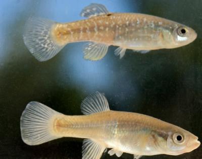 New Bedford Harbor Pollution Prompts PCB-Resistance in Atlantic Killifish