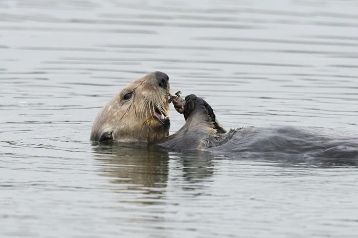 Sea Otters Eat Crabs