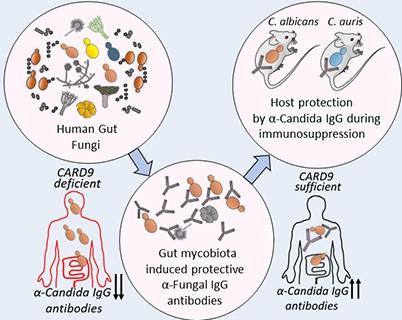 Relationship between Gut Fungi, Anti-Fungal Antibodies, CARD9 Gene, and Fungal Immunity
