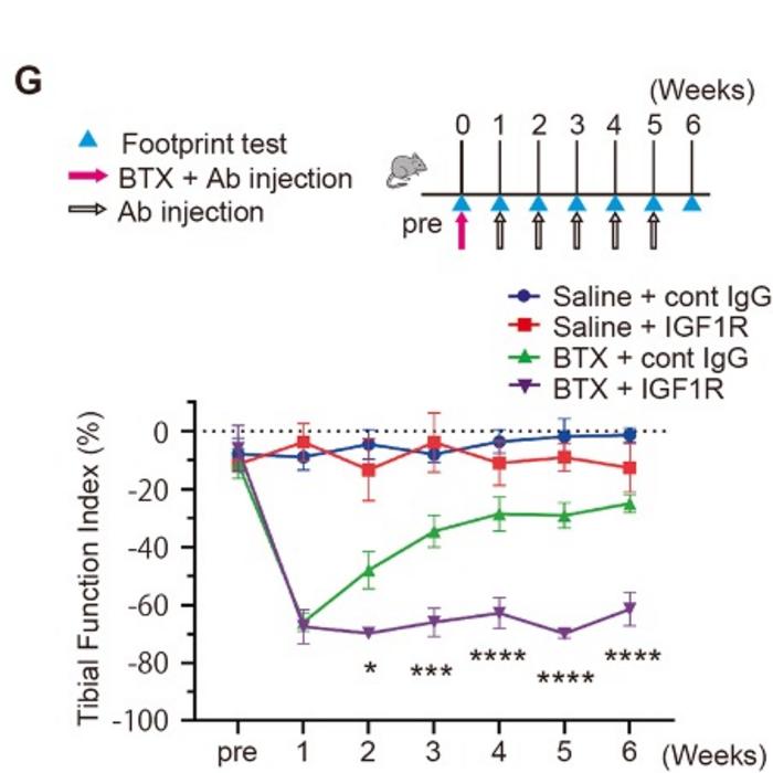 Anti-IGF1R antibody prolongs the paralysis duration of the gastrocnemius muscles after botulinum toxin-A treatment