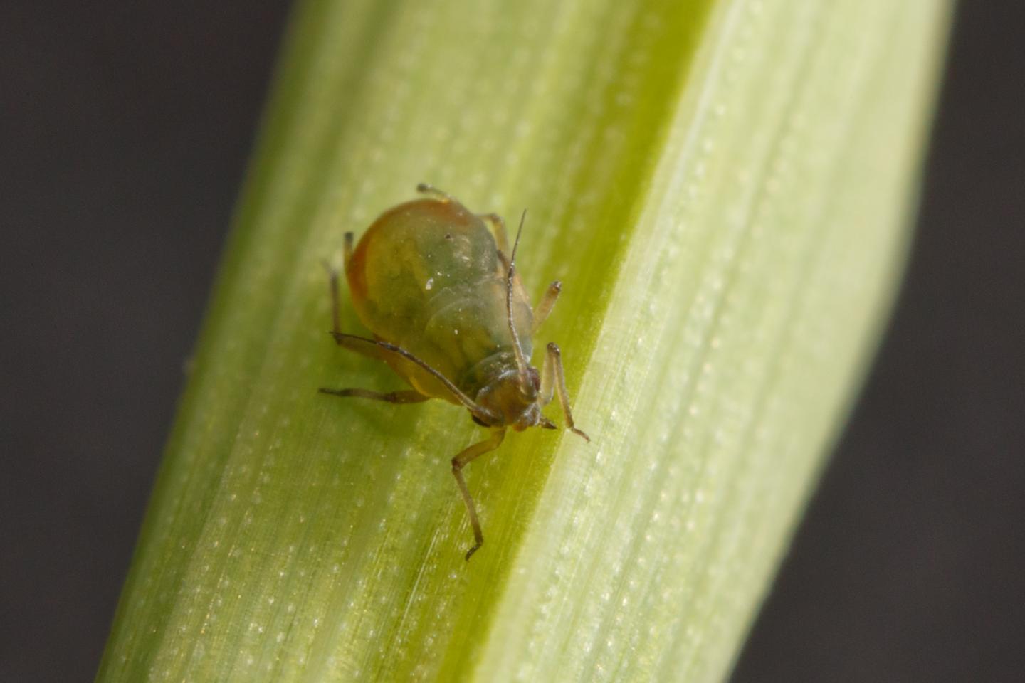 Aphid