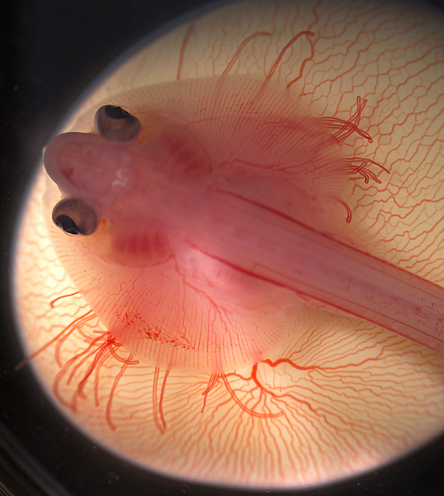 Little skate embryo