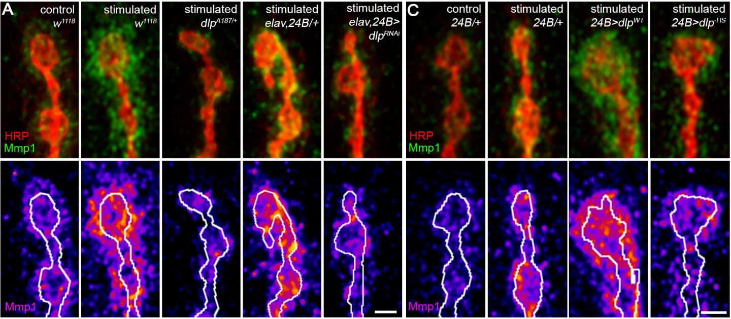 Special Issue: New Frontiers in Fragile X Syndrome: The Most Common Heritable Intellectual Disability (4 of 5)