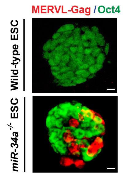 Blocking microRNA Allows ES Cells to Develop Extra-embryonic Tissues