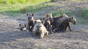 Hyenas