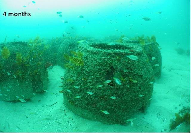 Artificial Reefs at Four Months