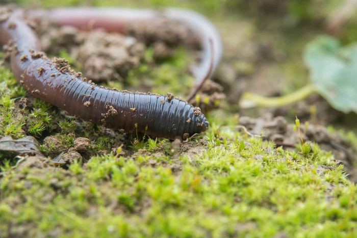 Earthworm (lumbricus terrestris)