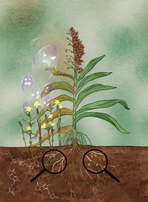 Identification of two strigolactone (SL) transporters in sorghum