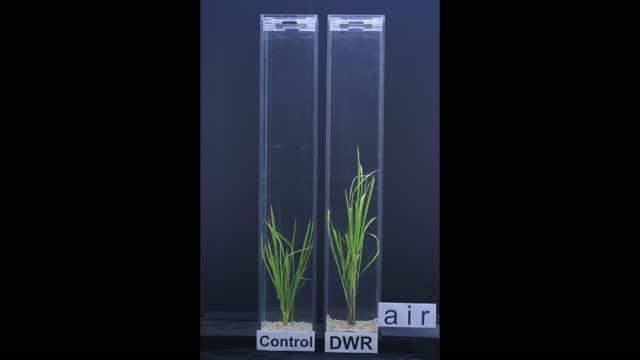 Genetic Adaptation Allows Rice to Survive Long-Term Flooding (11 of 12)