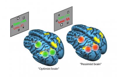 Gain and Loss in Optimistic vs. Pessimistic Brains