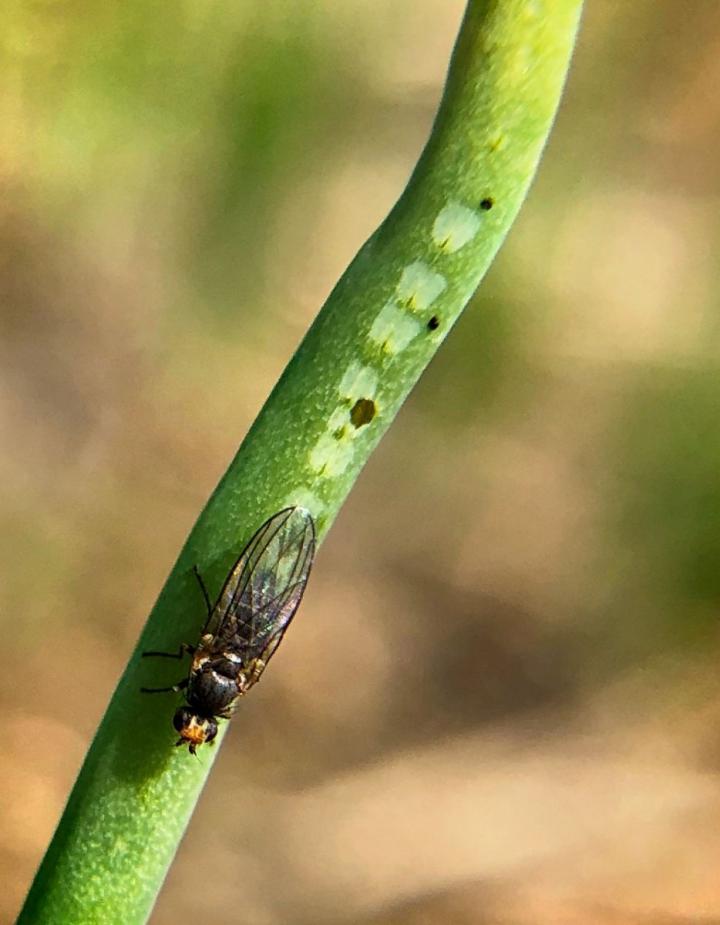 Allium leafminer