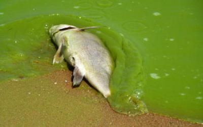 A Dead Fish Suffocated by Algae Washed Ashore near Lake Erie, Ontario