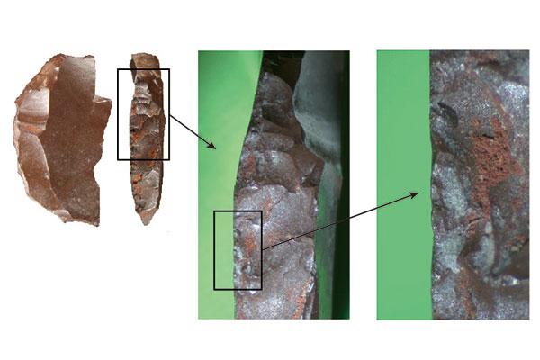 Insight into Competitive Advantage of Modern Humans over Neanderthals