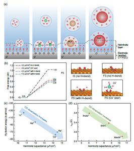 Microscopic Understanding of the Cation Effect on the Selectivity of C2 Products in the CO Reduction Reaction