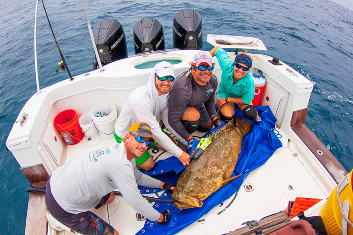 Goliath Grouper Behavior
