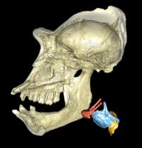 Gorilla Skull and Larynx