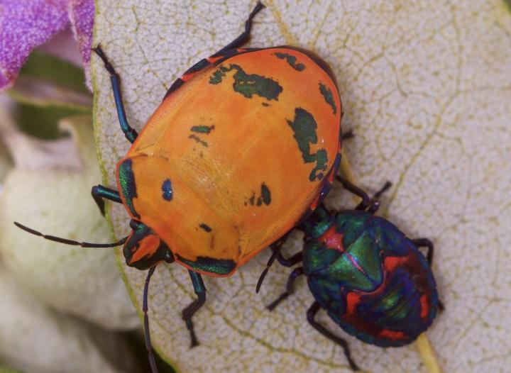 Bugs Resort to Several Colours to Dodge Predators