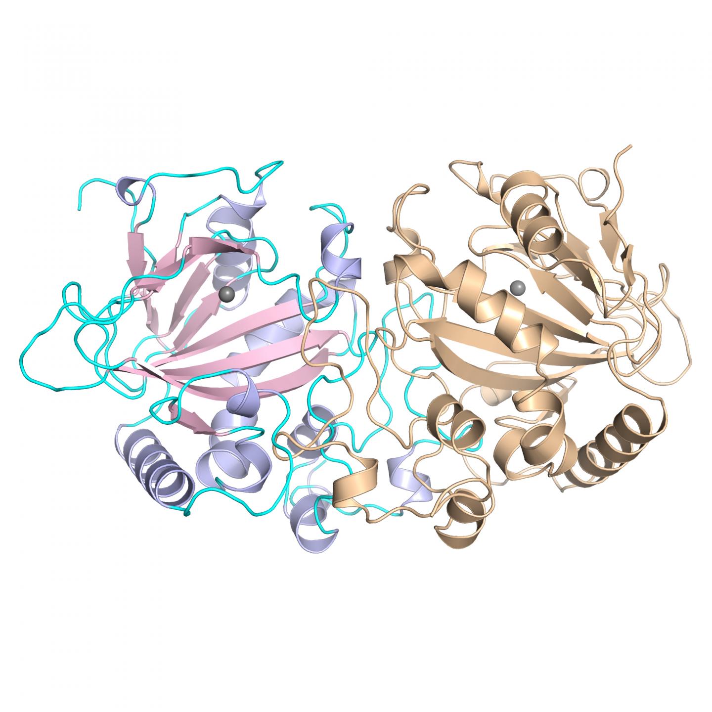 Structure of FtmOx1 Enzyme