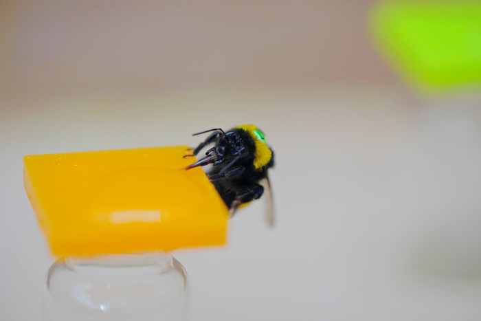 Bee drinking from artificial flower