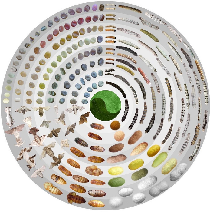 Phenotypic diversity in silkworms